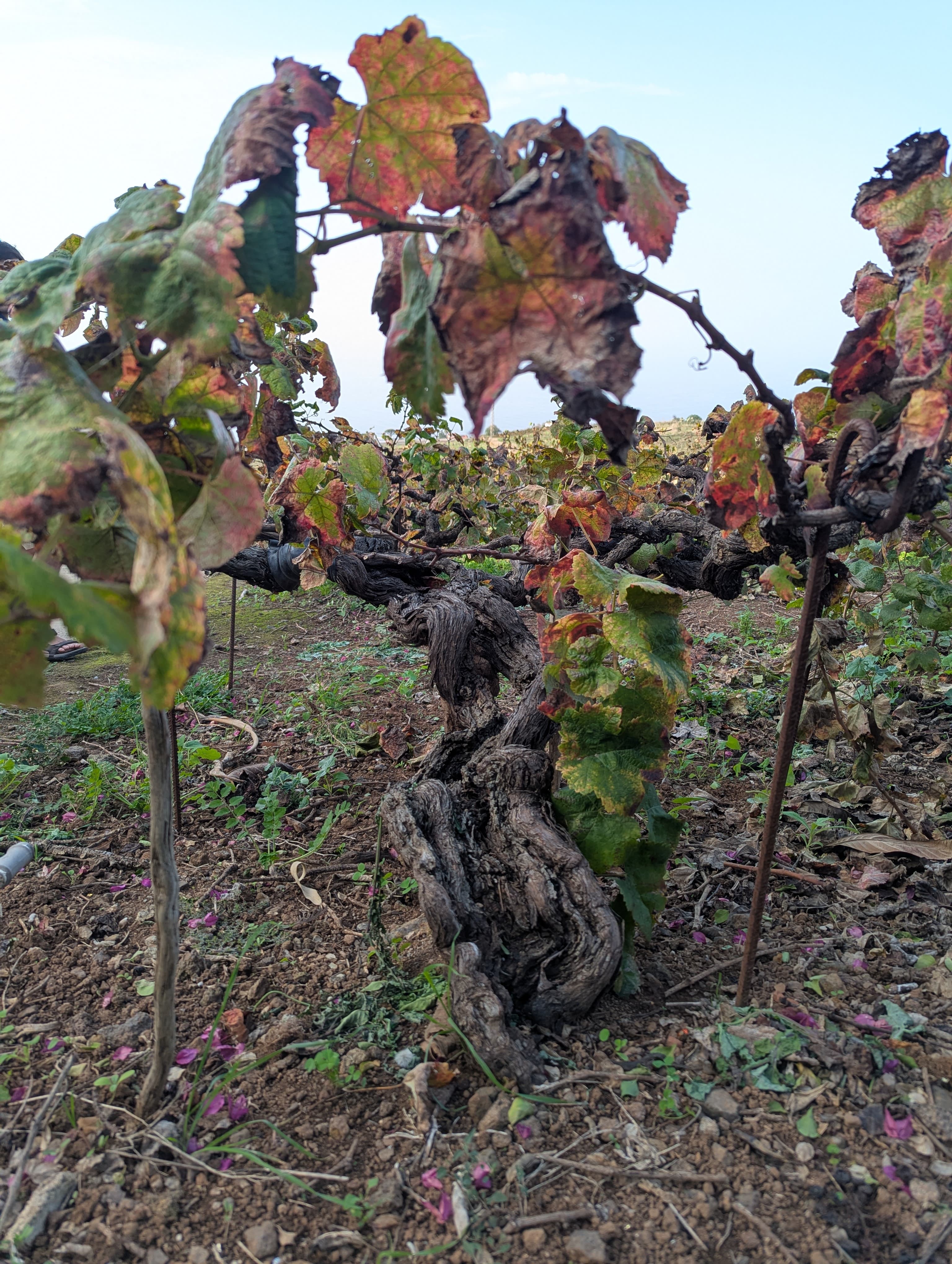 Cover Weinverkostung Portugal und kanarische Inseln