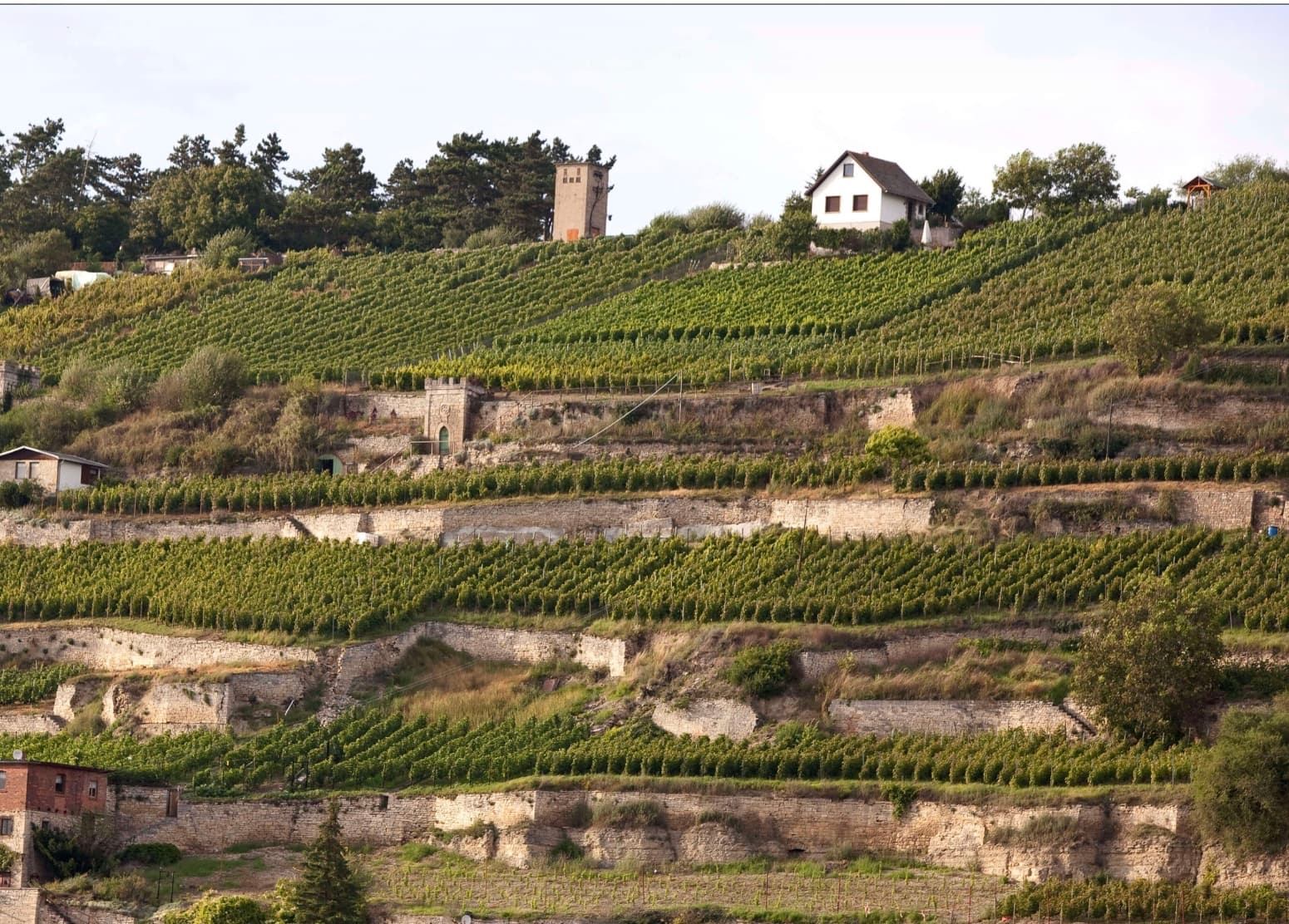 Cover Weinverkostung Nischenweinregionen Deutschlands von Mecklenburg bis Saale-Unstrut